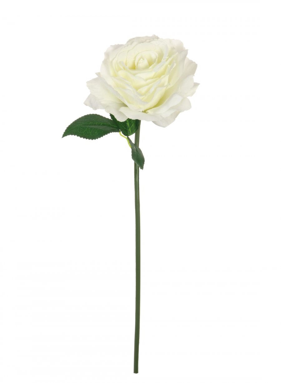 48 Rd Roses Short Stem Tudor Rose (Short Stem) - Lotus Imports Limited – Lotus Imports Ltd