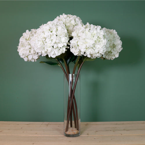 Mophead Hydrangea (extra Large)