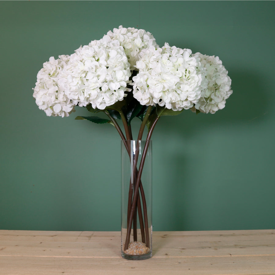 Mophead Hydrangea (extra Large)