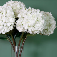 Mophead Hydrangea (extra Large)