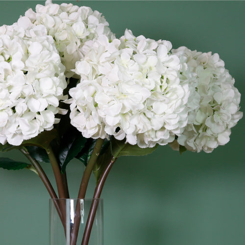 Mophead Hydrangea (extra Large)