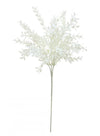 Parvifolia