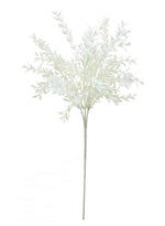 Parvifolia