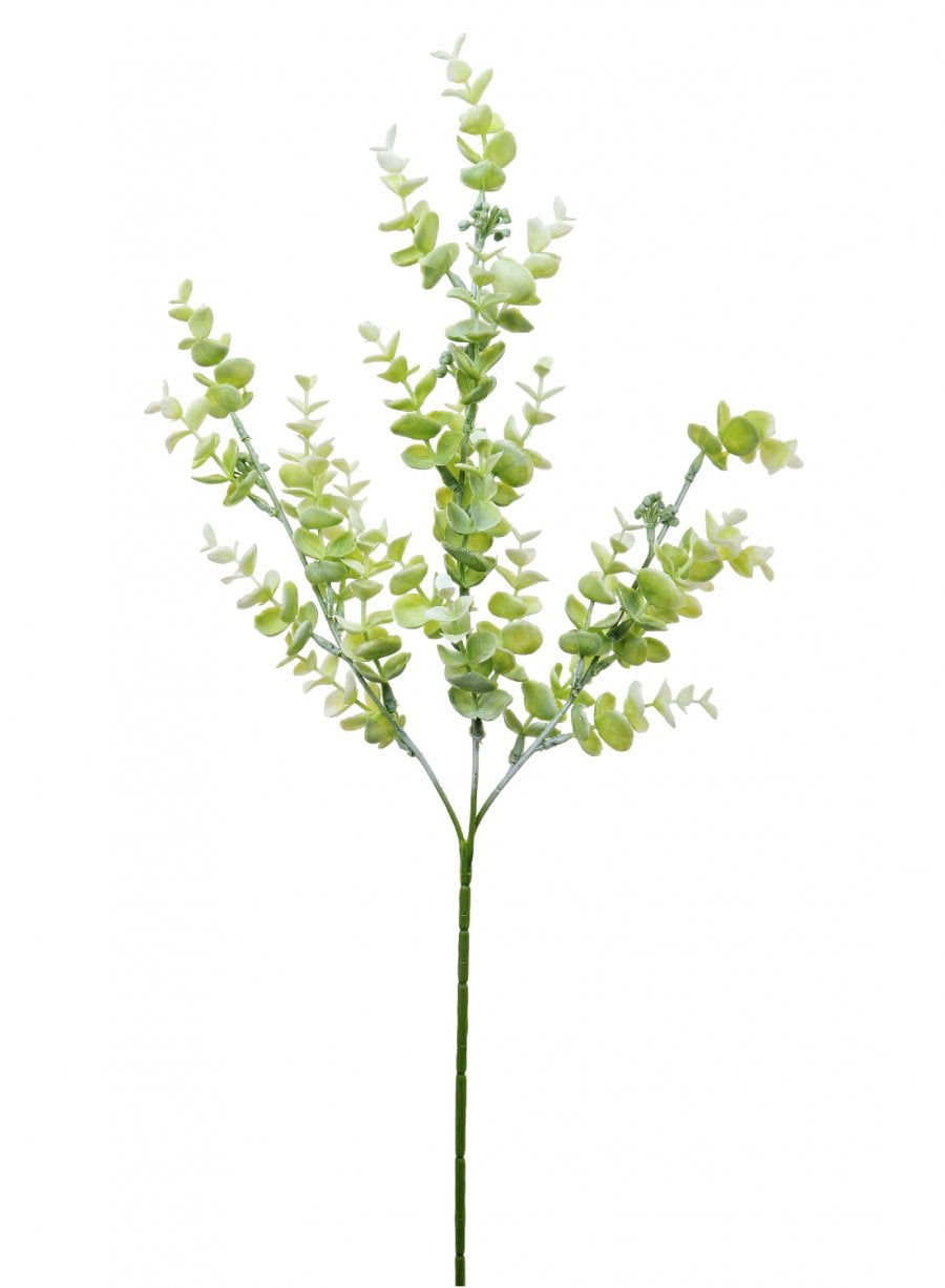 Seeded Eucalyptus Stem