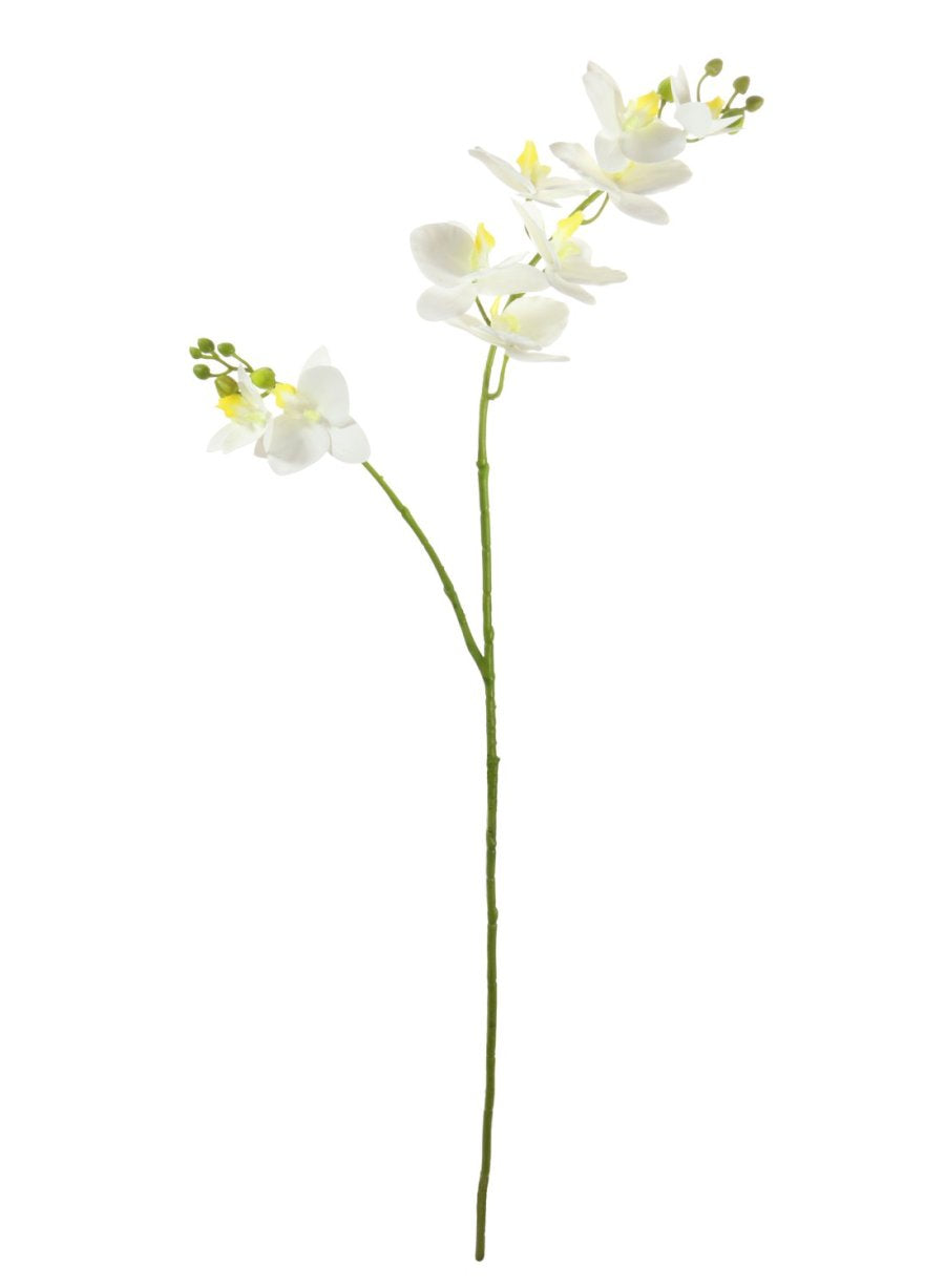 Phalaenopsis Orchid Spray