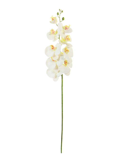 Phalaenopsis Orchid (9 Flower Heads)