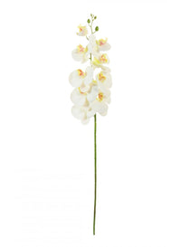 Phalaenopsis Orchid (9 Flower Heads)