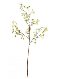 Plum Blossom