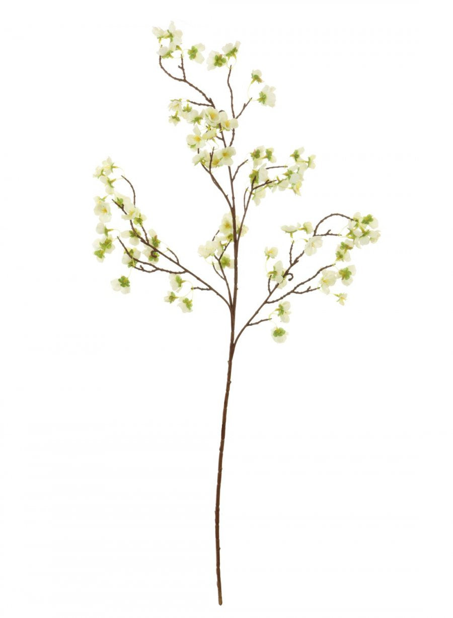 Plum Blossom