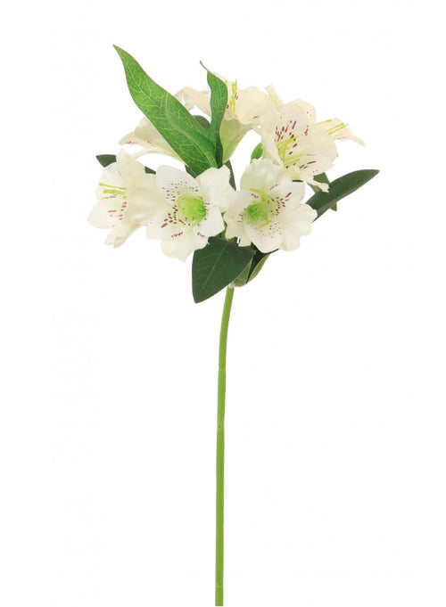 Alstroemeria (small)