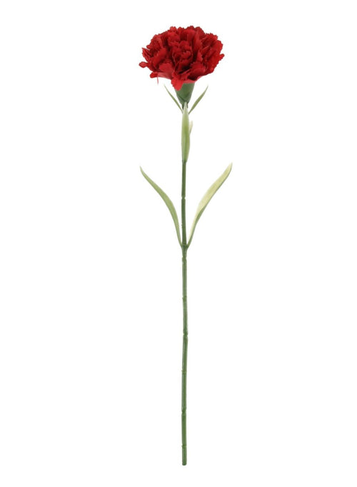 Carnation Stem