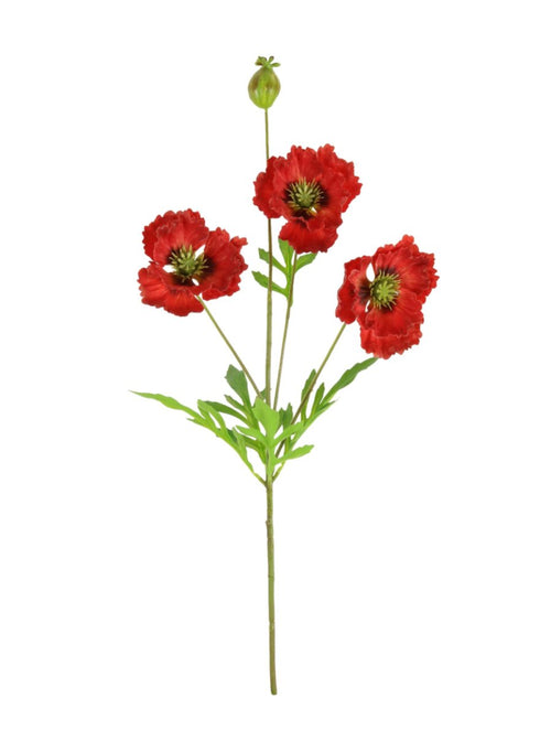 Grand Oriental Poppy