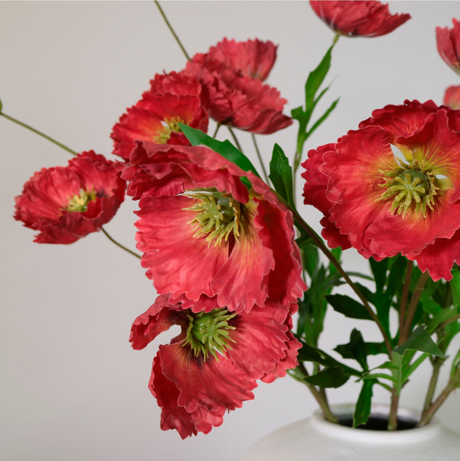 Grand Oriental Poppy