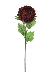 Chrysanthemum Stem