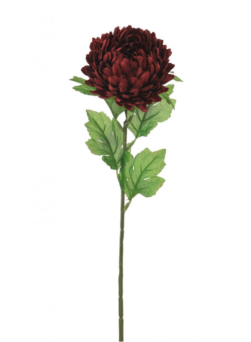 Chrysanthemum Stem