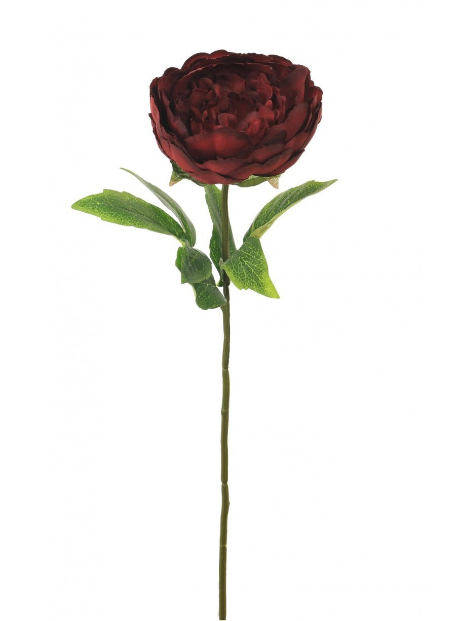 Audrey Peony