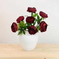 Audrey Peony