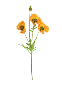 Grand Oriental Poppy