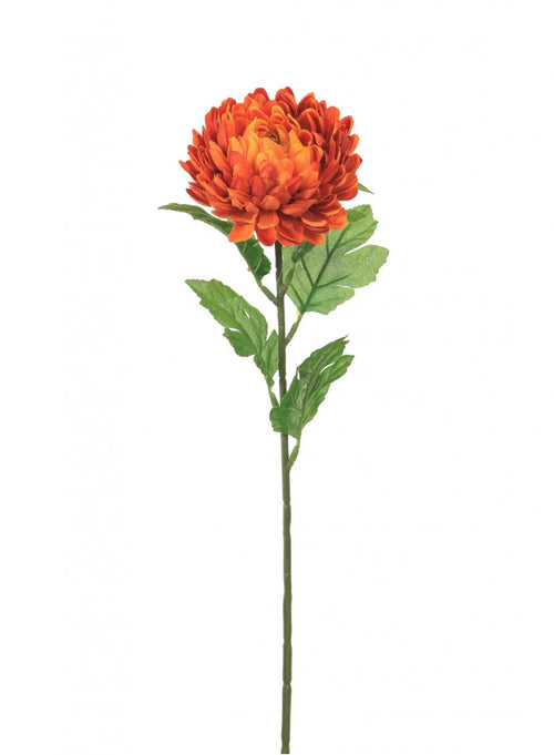 Chrysanthemum Stem