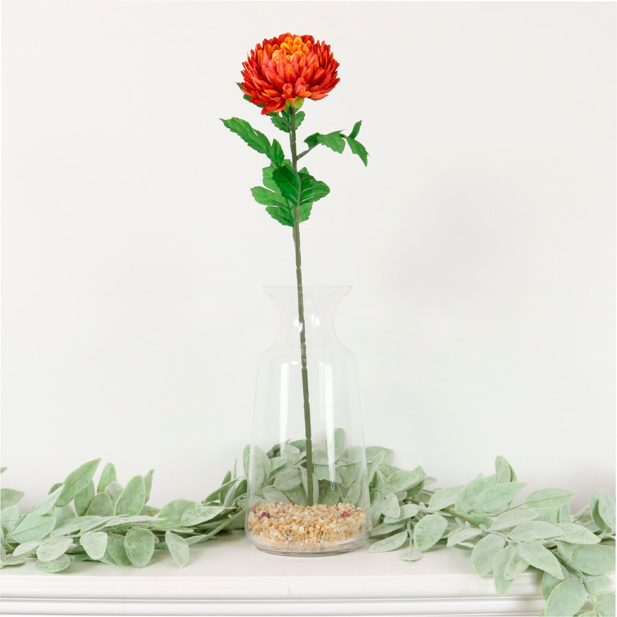 Chrysanthemum Stem