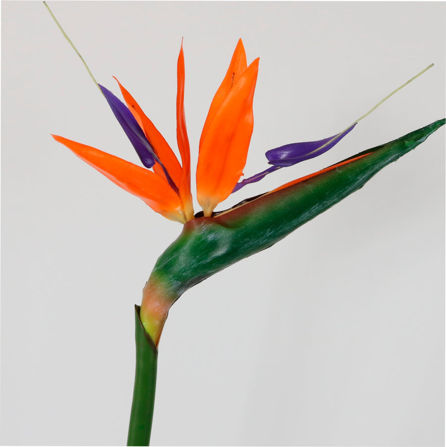 Bird Of Paradise (large)
