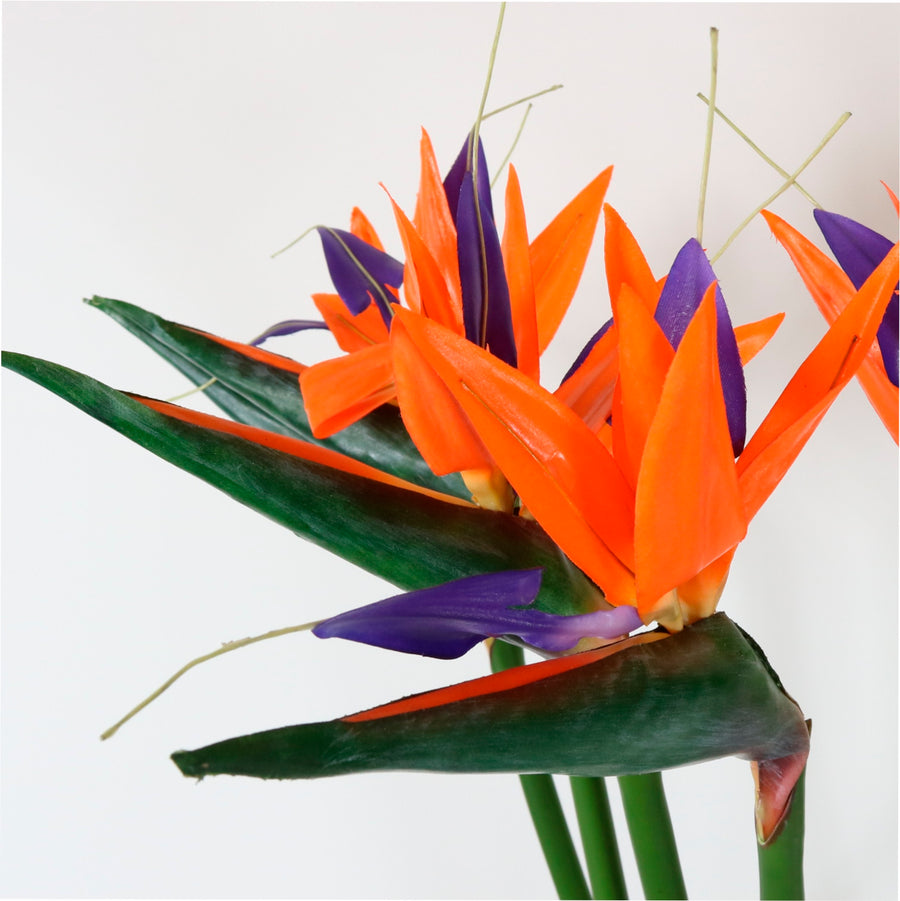 Bird Of Paradise (large)