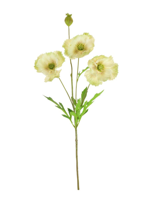 Grand Oriental Poppy