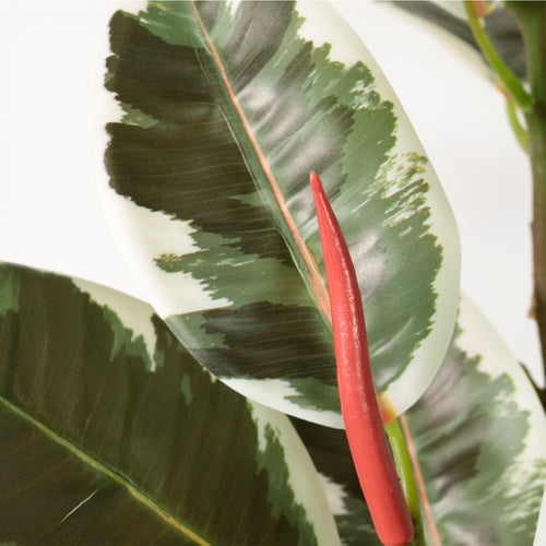 Rubber Leaf Spray (105cm Large)