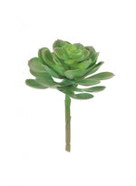 Afterglow Succulent
