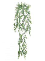 Trailing Gunni Eucalyptus