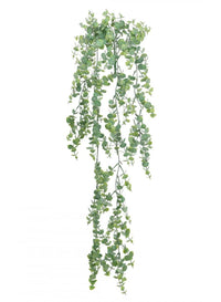 Trailing Gunni Eucalyptus