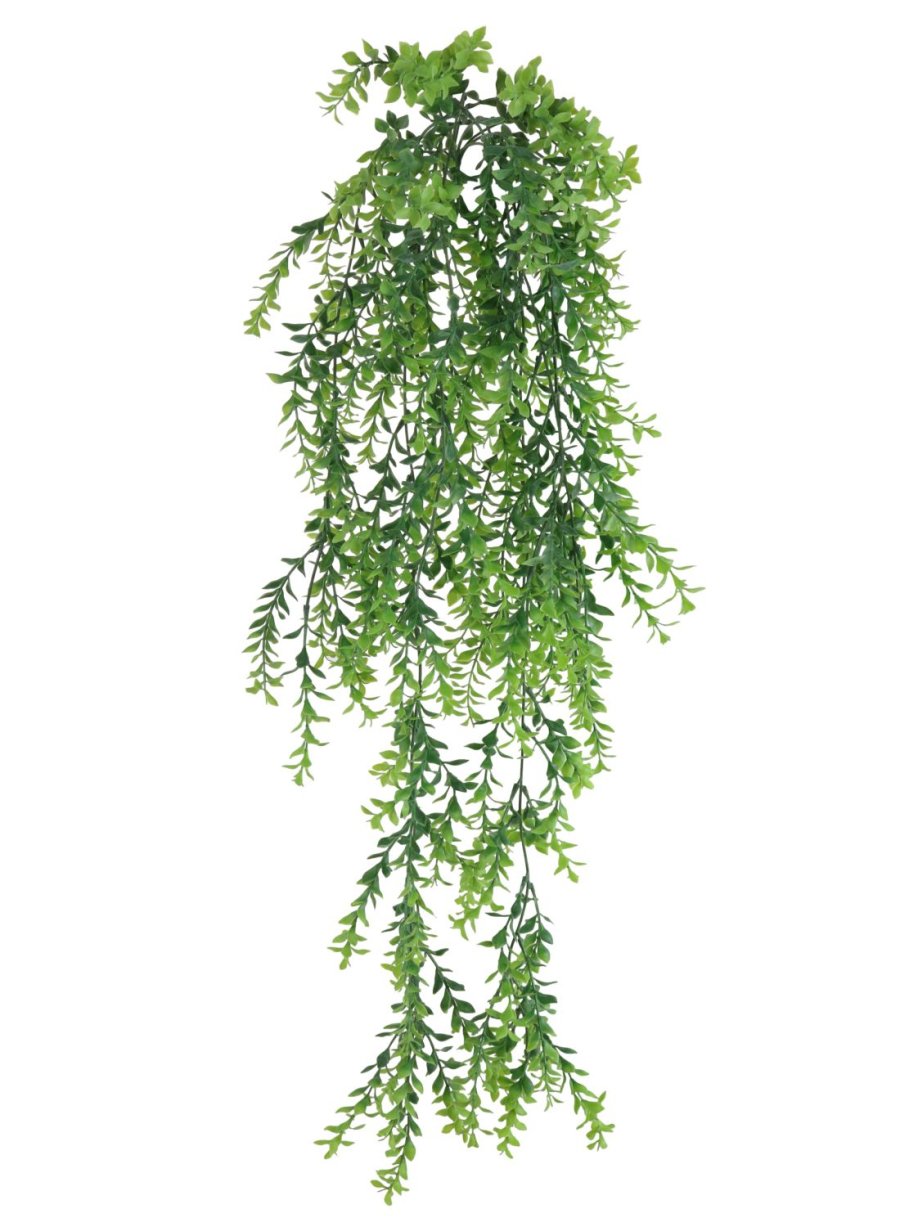 Trailing Parvifolia