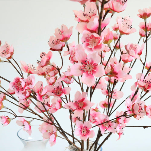 Japanese Cherry Blossom
