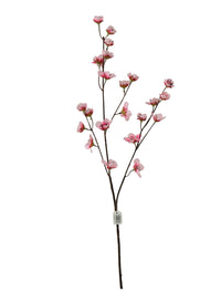 Japanese Cherry Blossom