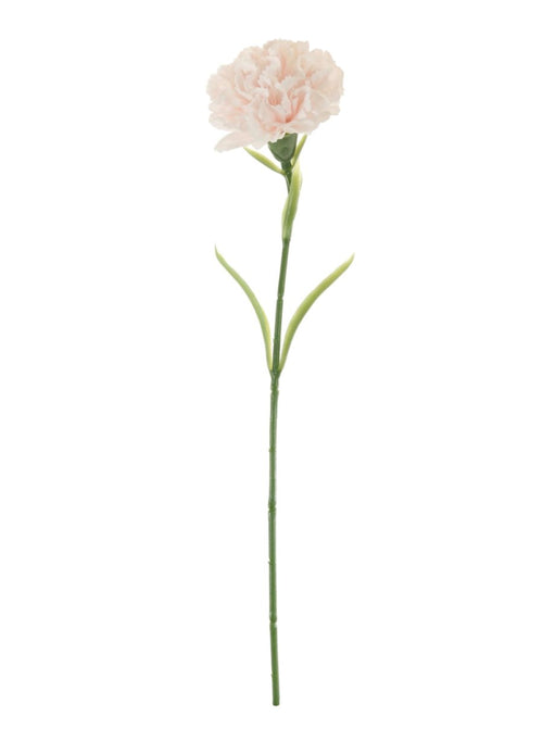 Carnation Stem
