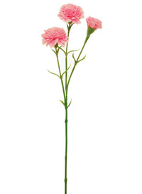 Carnation Stem