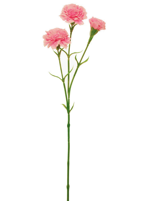 Carnation Stem