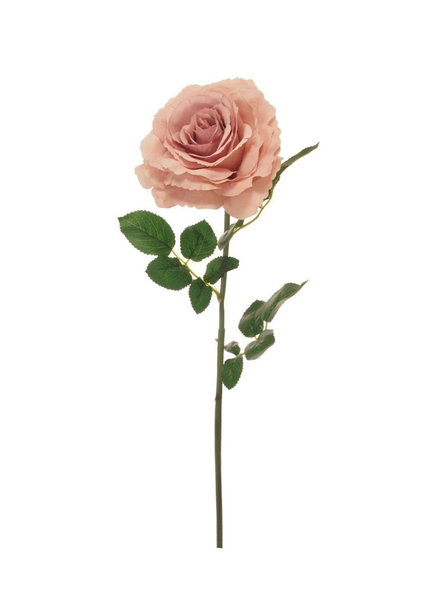 Tudor Rose (Long Stem) Lotus Imports Limited – Lotus Imports Ltd