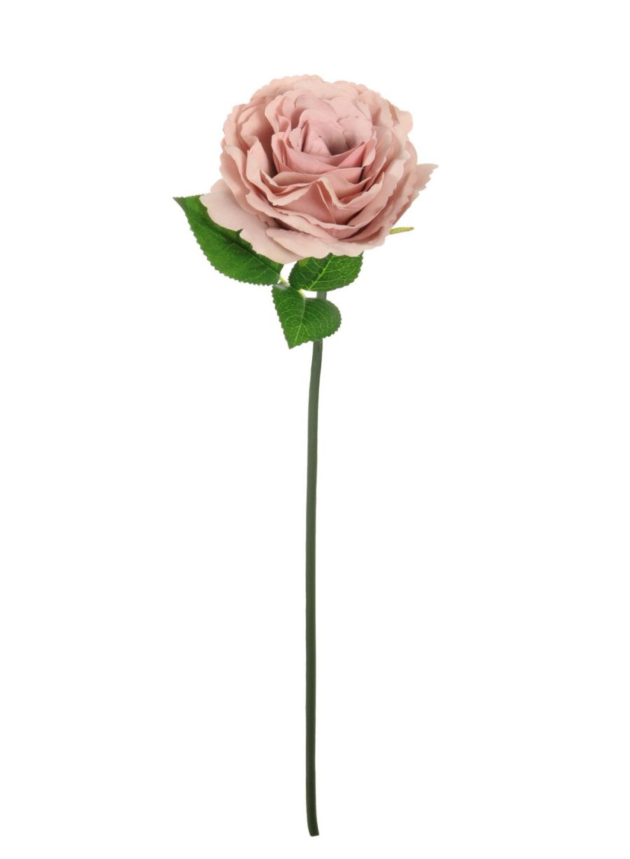48 Rd Roses Short Stem Tudor Rose (Short Stem) - Lotus Imports Limited – Lotus Imports Ltd