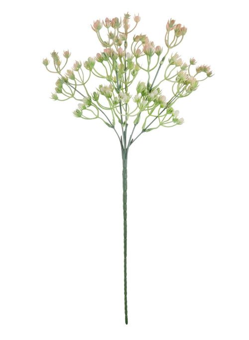 Spikey Bud (long Stem)