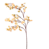 Plum Blossom