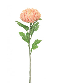Chrysanthemum Stem