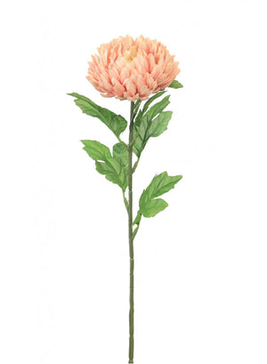 Chrysanthemum Stem