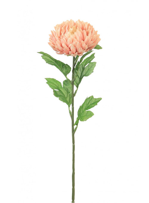 Chrysanthemum Stem