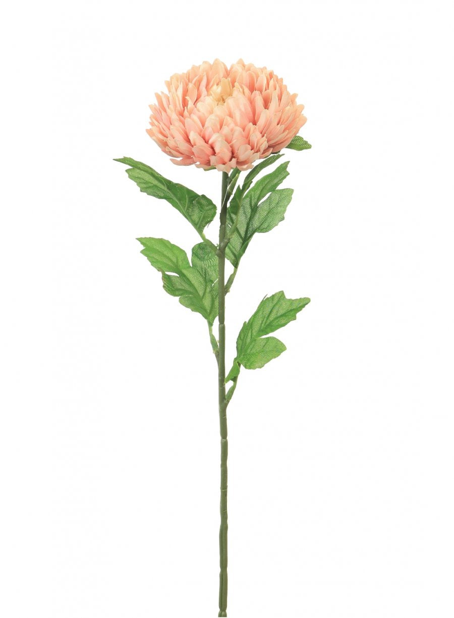 Chrysanthemum Stem