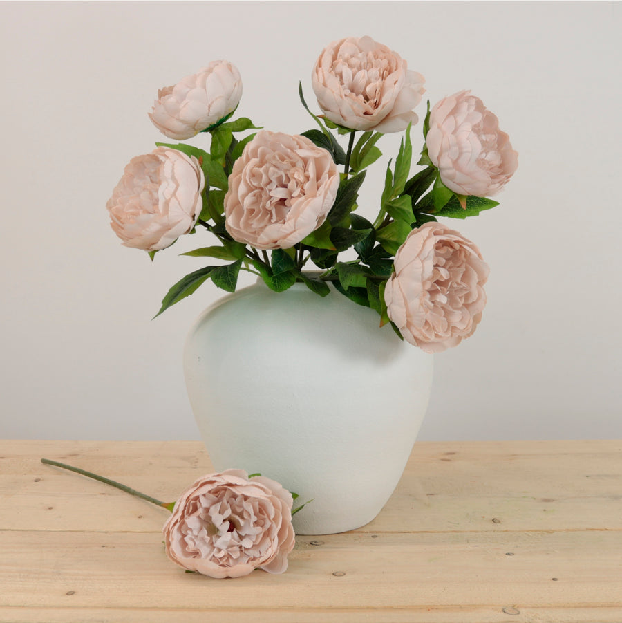Audrey Peony