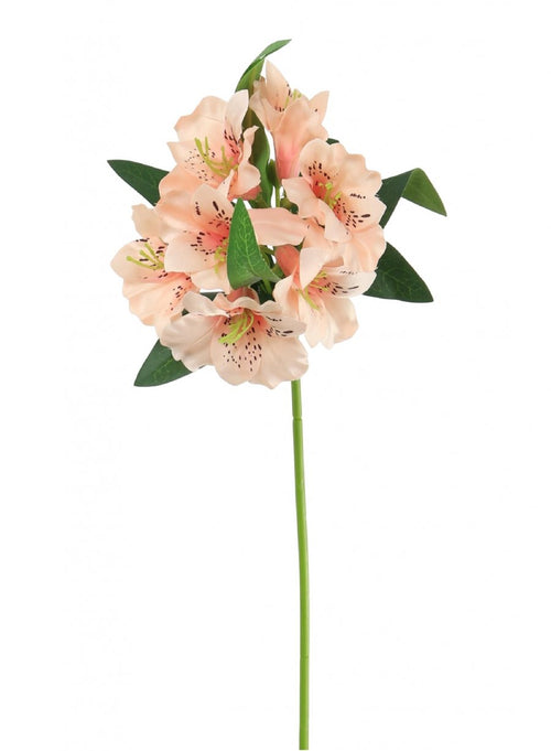 Alstroemeria (small)