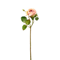 Dried Touch Single Valera Rose