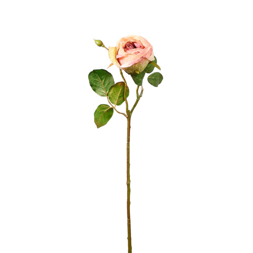 Dried Touch Single Valera Rose