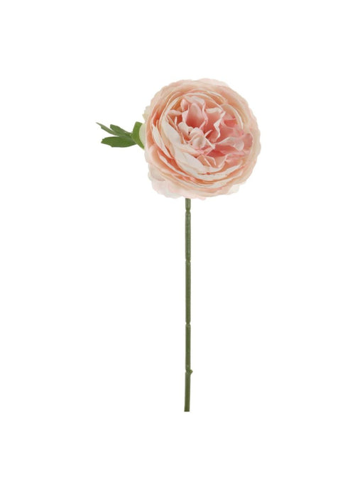 Mini Ranunculus